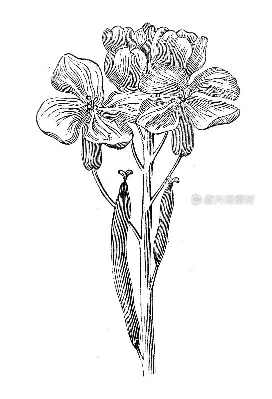 古董雕刻插图：Erysimum cheiri，Cheiranthus cheiri，壁花